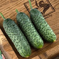 Семена огурца Зеленика F1