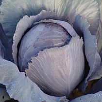 Семена краснокочанной капусты Бенефис F1