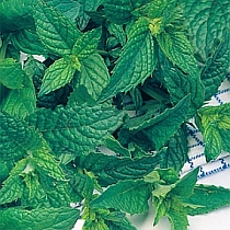 семена многолетних пряновкусовых Марьинская Семко