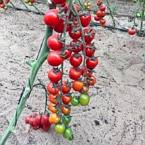 Семена томата Черри Ликопа F1