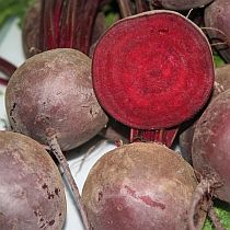 семена свеклы столовой Бордо 237