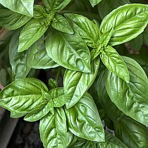 семена базилика Стелла