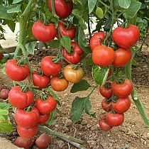 Семена томата Кохава F1