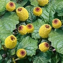 семена спилантеса огородного Самба