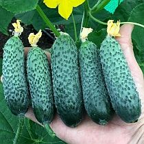 Семена огурца Семко 1907 F1