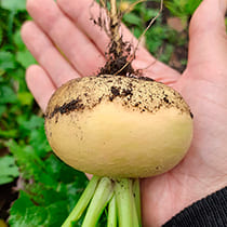 семена репы Петровская 1