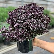 семена базилика Маркиз красный