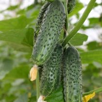 Семена огурца Кайман F1