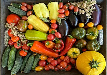 Применение препаратов для защиты растений и удобрений