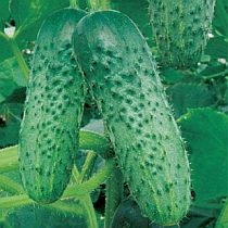 Семена огурца Наша Маша F1