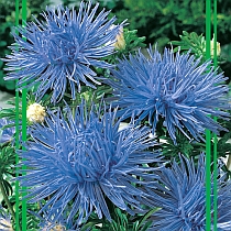 семена астры художественной Олеся