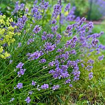 семена лаванды Люблинская Семко