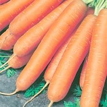 Семена моркови Нантская 4
