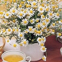 семена ромашки аптечной Кожуховская Семко