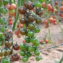 Семена томата Форте Акко F1