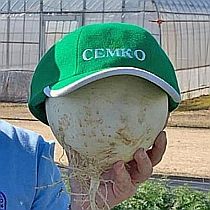 семена дайкона Саша