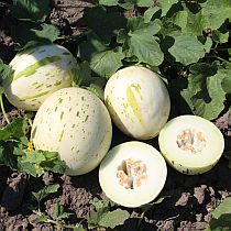 Семена дыни Фестиваль Вайт F1