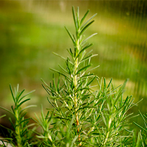 семена розмарина Вишняковский Семко