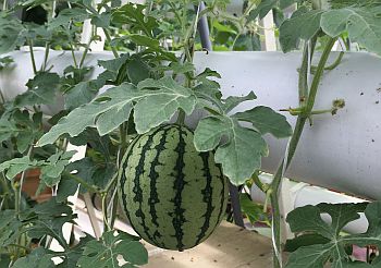 Формирование растений арбузов в защищенном грунте