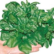 семена шпината Рэм F1