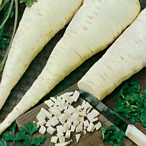 семена петрушки корневой Алба