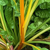 семена мангольда   Желтый