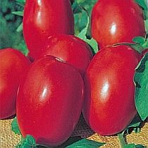 Семена томата Волжский F1