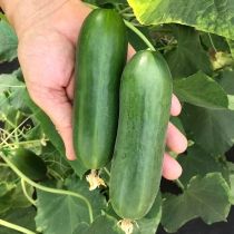 Семена огурца Катрин F1