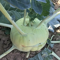 Семена капусты кольраби Гигант