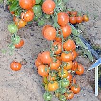 Семена томата Форте Оранж F1
