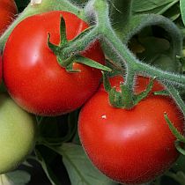 Семена томата Далат F1   