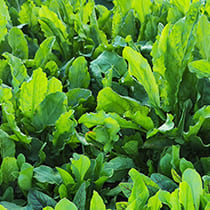 семена щавеля Широколистный