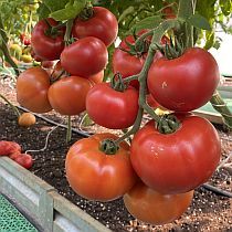 Семена томата Стрега F1