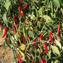 Семена перца острого Гутера 