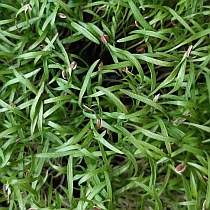 Семена микрозелени фенхеля Лужниковскй Семко