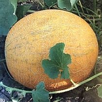 Семена дыни Лада 