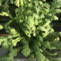 семена овощной хризантемы Кикубари