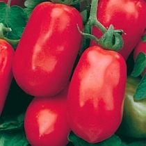 Семена томата Семко 100 F1