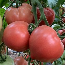 Семена томата Розанчик F1