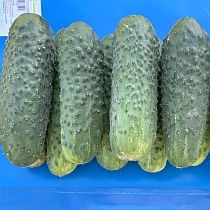 Семена огурца Задор F1