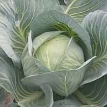 Семена капусты белокочанной Престиж F1