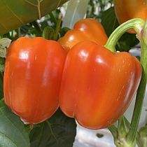 семена перца сладкого оранжевая красавица f1