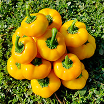 семена перца сладкого ярослав