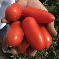 Семена томата Супер Сиксти F1