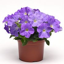 семена петунии Е3 Изи Вейв Блю Скай F1