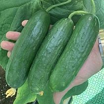 Семена огурца Салам F1 
