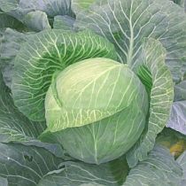 Семена капусты белокочанной Глория F1