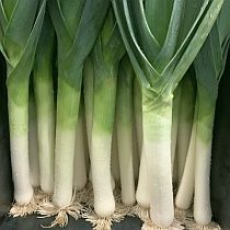 семена лука порея Танго