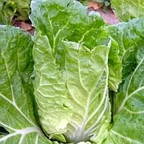 Семена капусты пекинской Нежность F1