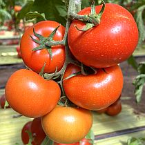 Семена томата Малвазия F1